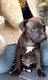 Chiots American staff disponibles