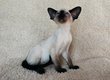 Chatons siamois AVEC pedigree