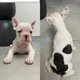Bouledogue franais