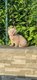 Chatons scottish
