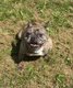 Femelle bouledogue franais