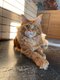 Magnifique Maine Coon mle avec pedigree -  Red...