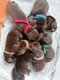Labrador chocolat