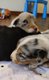 Chiot berger australien