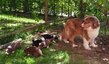 Chiots berger australien