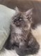 Bb Maine Coon