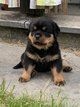 Superbe niche Rottweiler