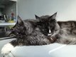 Maine coon retrait.