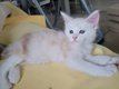 Bbs maine coon