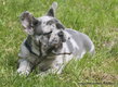 Superbe chiot mle Bouledogue franais (pedigree)
