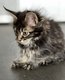 Chaton Maine Coon exceptionnel avec Pdigre