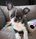 Sublime petite mle chihuahua Bleu et blanc