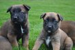 Chiots malinois pur race  rserver, parents avec...
