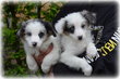 Chiots Border Collie