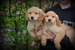 Nova Scotia duck tolling Retriever (Toller)