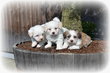 Chiots Bichon mix - Boomer