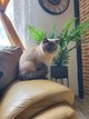 Chatte scottish straight