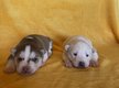 Chiot husky  la rservation