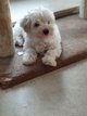 Bichons maltais  rserver