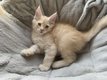 Chatons Maine Coon  rserver