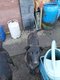 Jeune chiens malinois