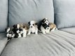 Superbes chiots Boomer (Bichon x Shih tzu)