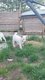 Akita inu