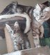 Bbs Maine coon s