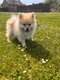 Spitz loulou de pomranie