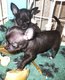 Adorables chihuahuas  poils courts  rserver