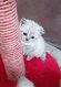 Chatons scottishs et Highlands