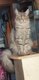 Maine Coon femelle