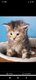 Femelle Maine coon