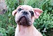 Chiots bouledogues franais levs en famille ...