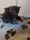 Maine coon a rserver