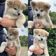 Magnifiques chiots Akita Inu disponibles de suite