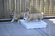 Chiots Welsh Corgi Pembroke avec Pedigree