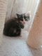 5 magnifiques chatons croiss Maine Coon  adopter