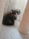 5 magnifiques chatons croisés Maine Coon à adopter