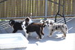 Chiots berger australien miniature avec Pedigree