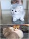 Chatons British Chocolat Silver,Golden.