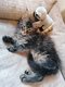 Un magnifique chton Maine Coon  rserver
