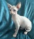 Sphynx & Elf yeux bleus disponibles  :-)