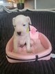 Chiots dogue argentin