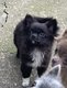 Chiots mle noir