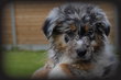 Chiots Berger Australien - Aussie