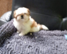 Chiot shihtzu