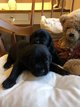 Chiots disponibles  la rservation : labrador...