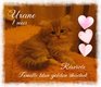 Superbes bbs persan blue golden shaded ...