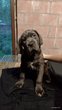 Chiots cane  corso